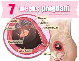 Week 7