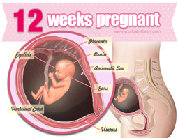 Week 12