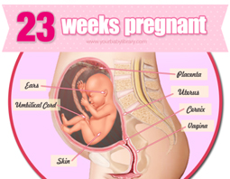 Week 23