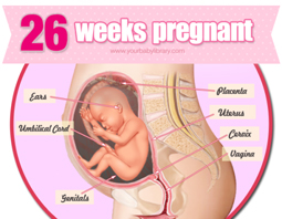 Week 26