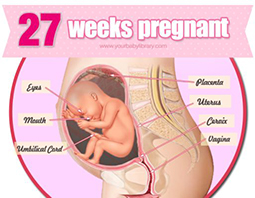 Week 27