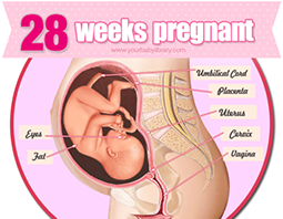 Week 28
