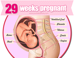 Week 29