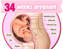 Week 34