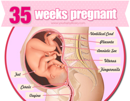 Week 35