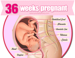 Week 36
